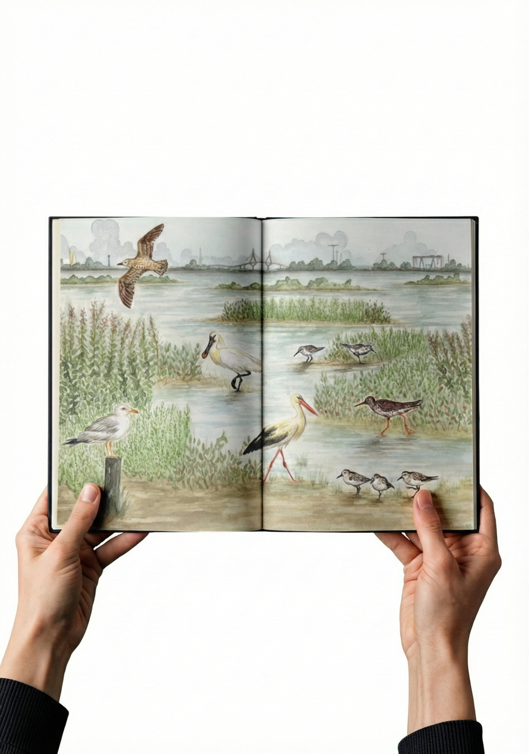 Naturalistic Illustration